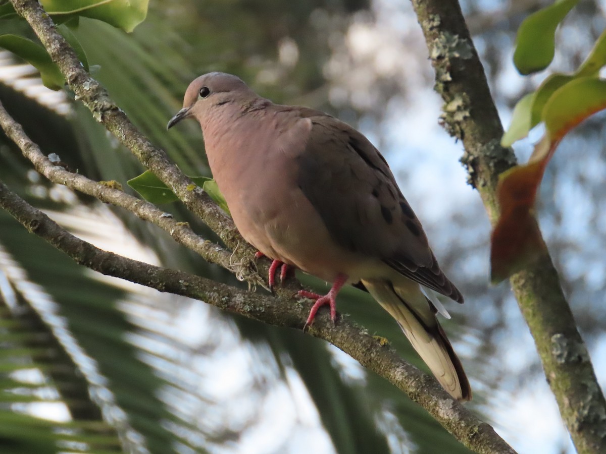 Eared Dove - ML623888978