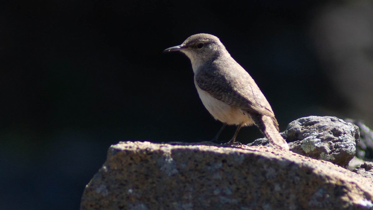 Rock Wren - ML623888985