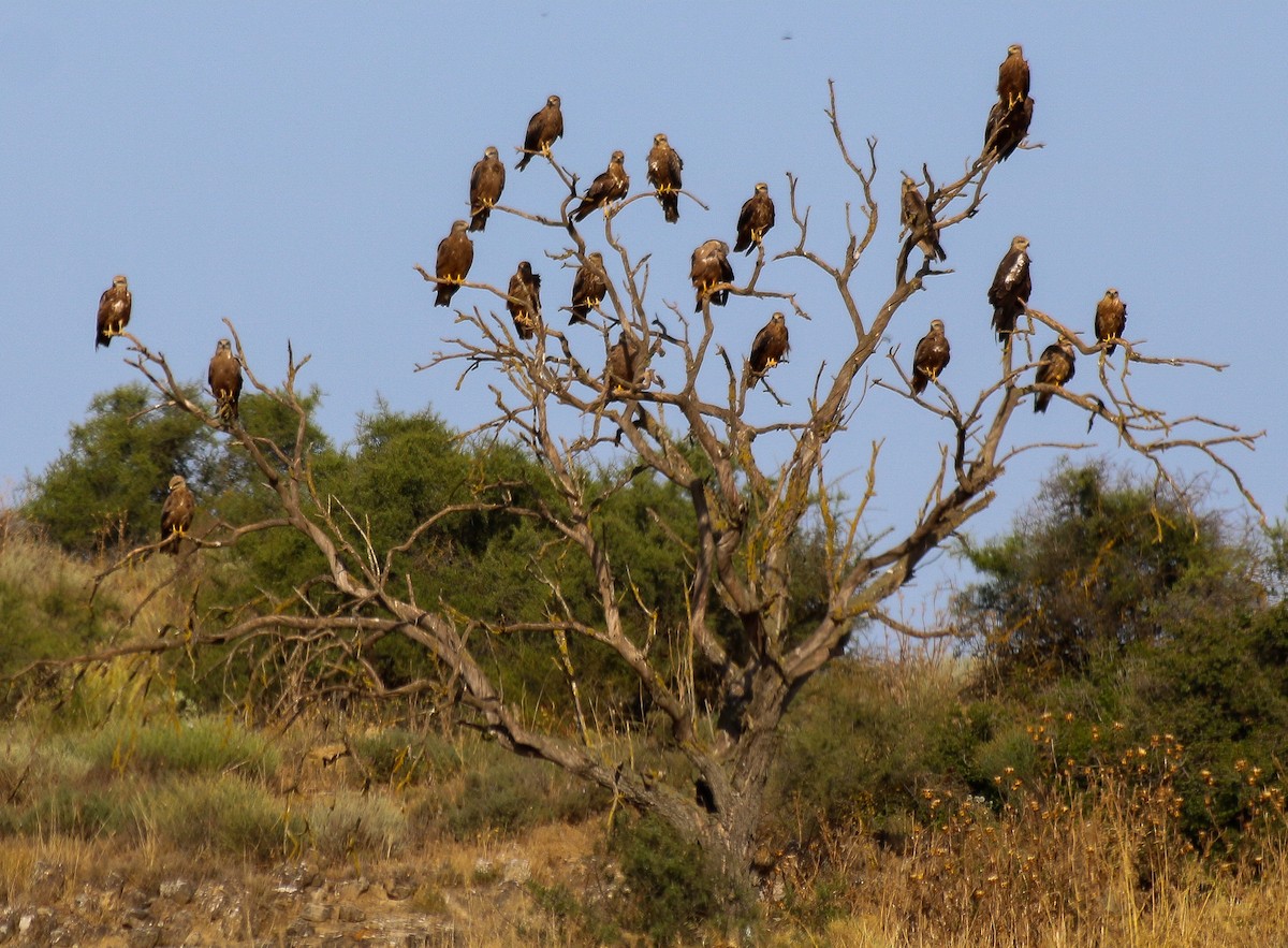 Black Kite - ML623888992