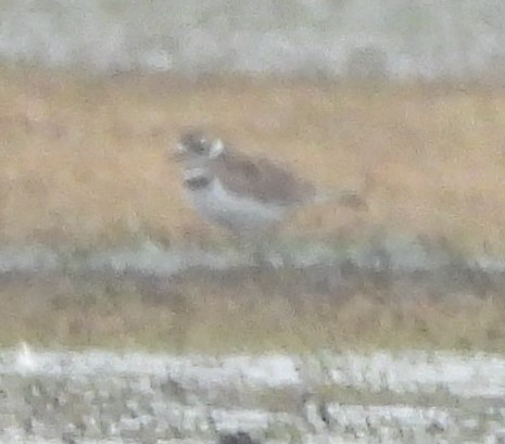 Semipalmated Plover - ML623889003