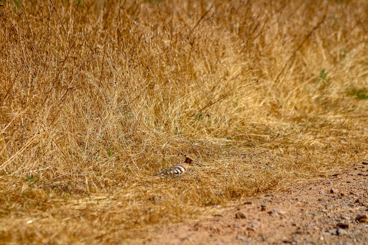 Eurasian Hoopoe - ML623889012