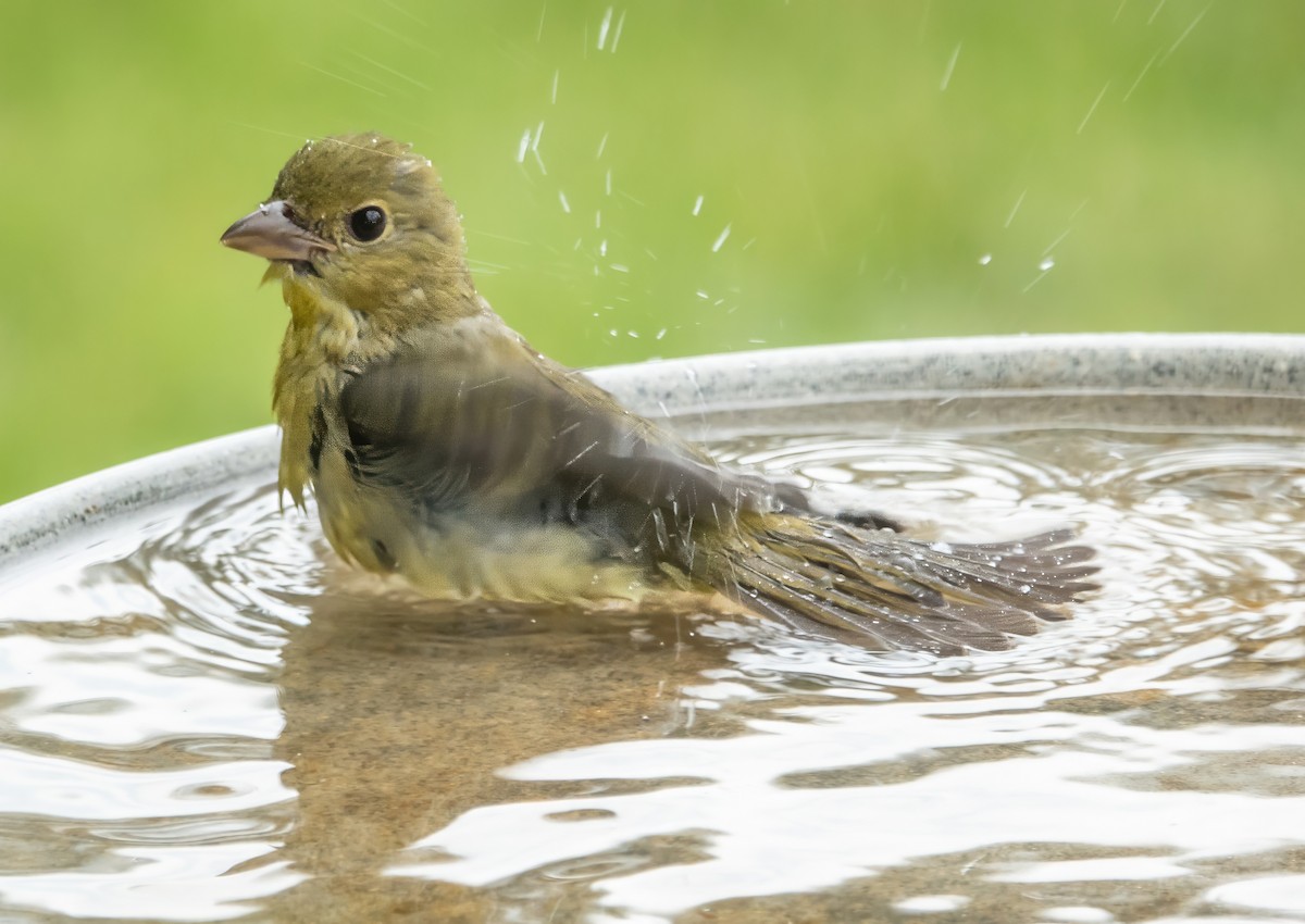 Scarlet Tanager - Gale VerHague