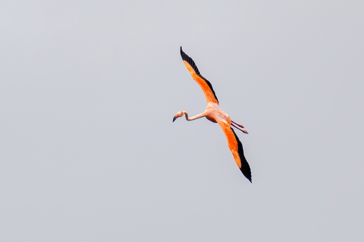 American Flamingo - ML623889019