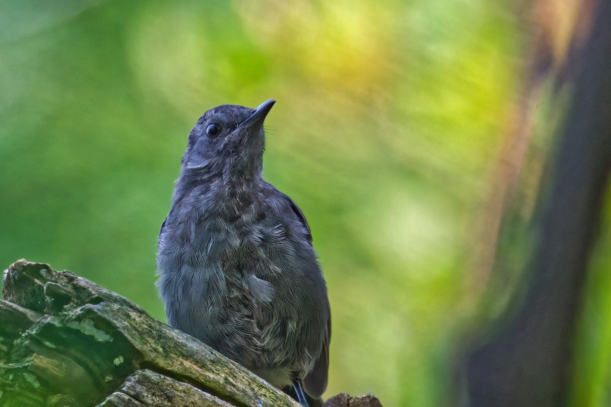 Gray Catbird - ML623889027