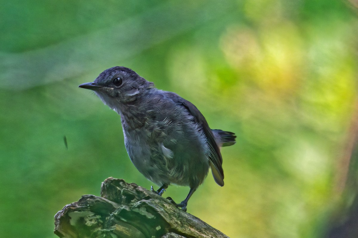 Gray Catbird - ML623889029