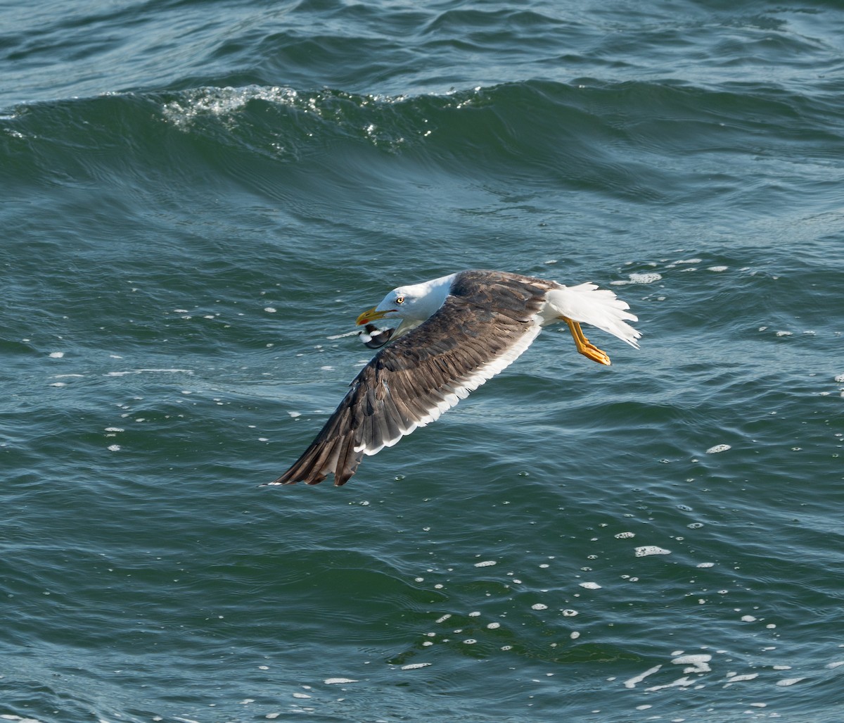 Lesser Black-backed Gull - ML623889032