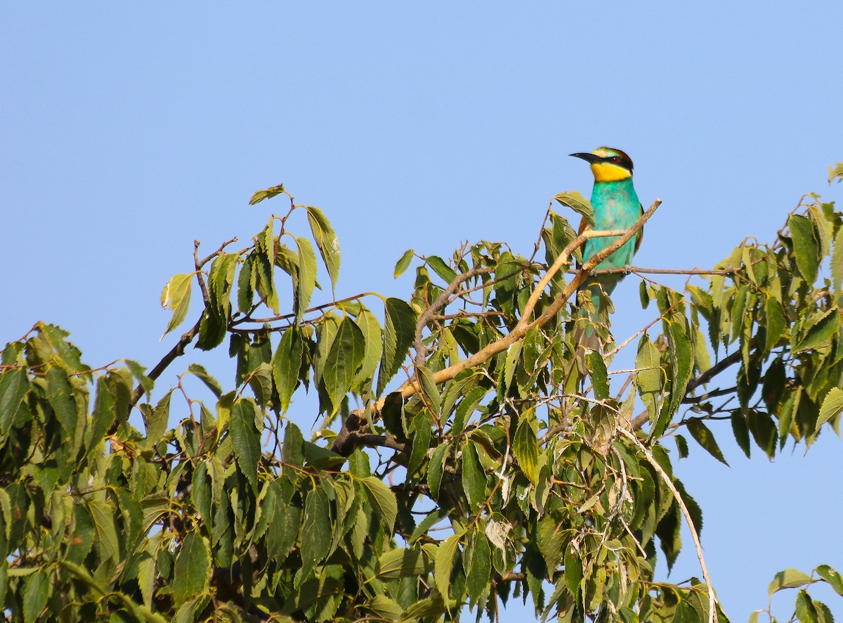 European Bee-eater - ML623889037