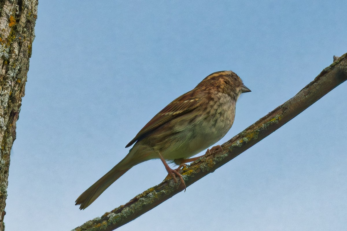 White-throated Sparrow - ML623889039