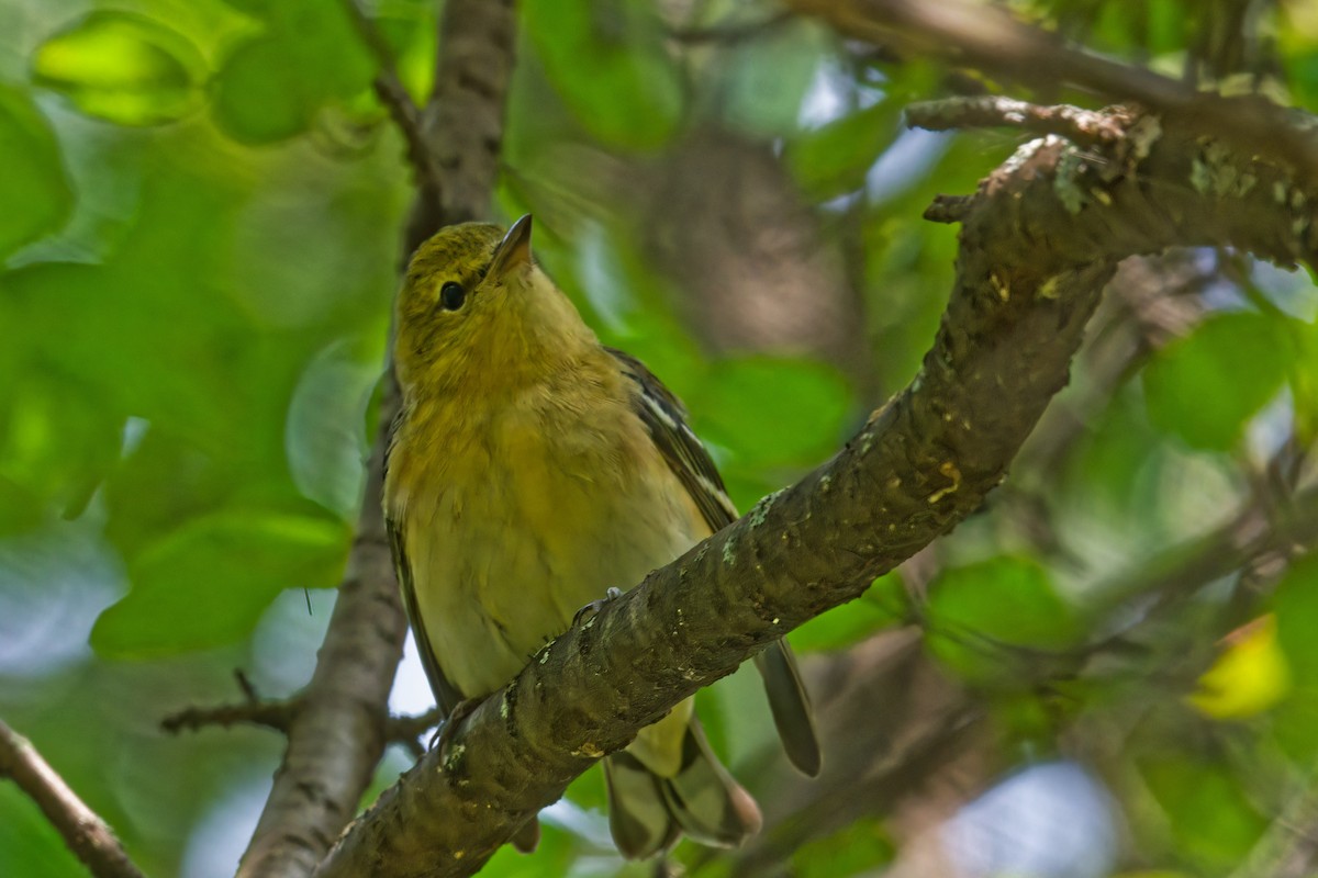 Bay-breasted Warbler - ML623889045