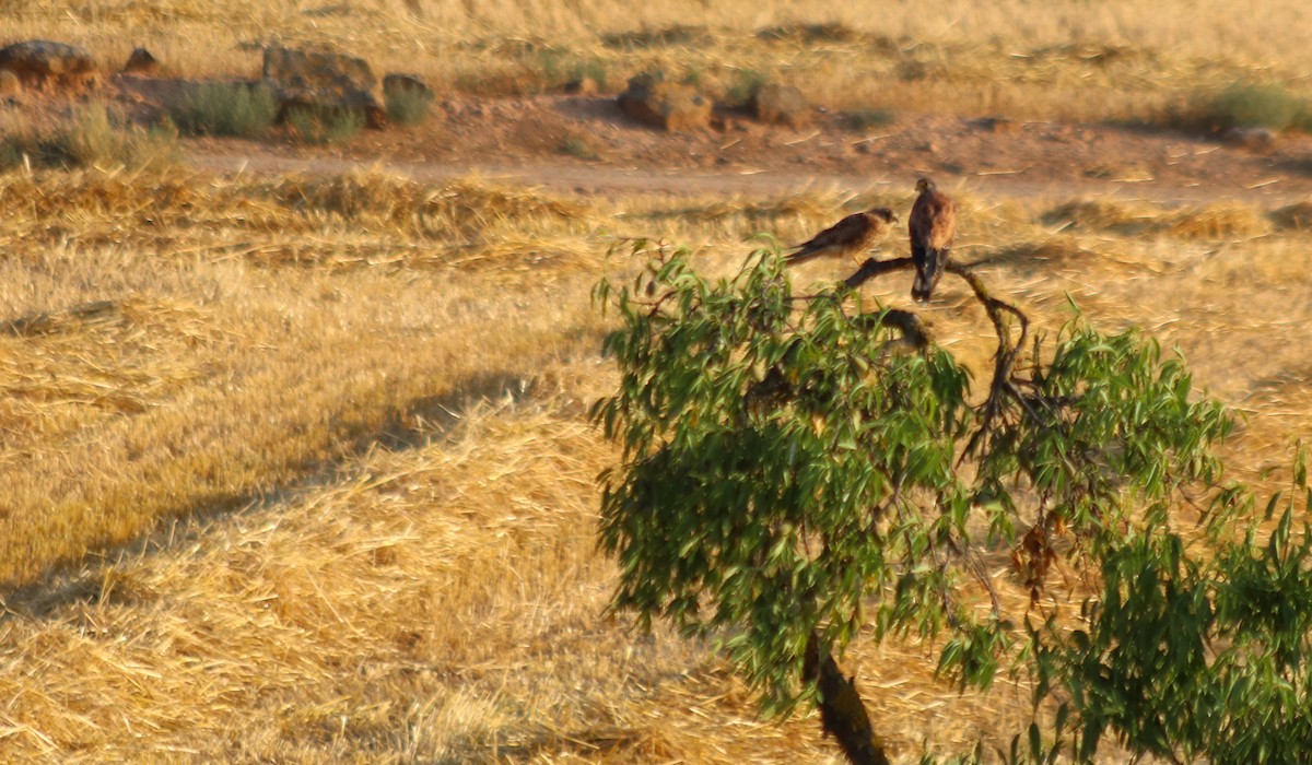 Eurasian Kestrel - ML623889048