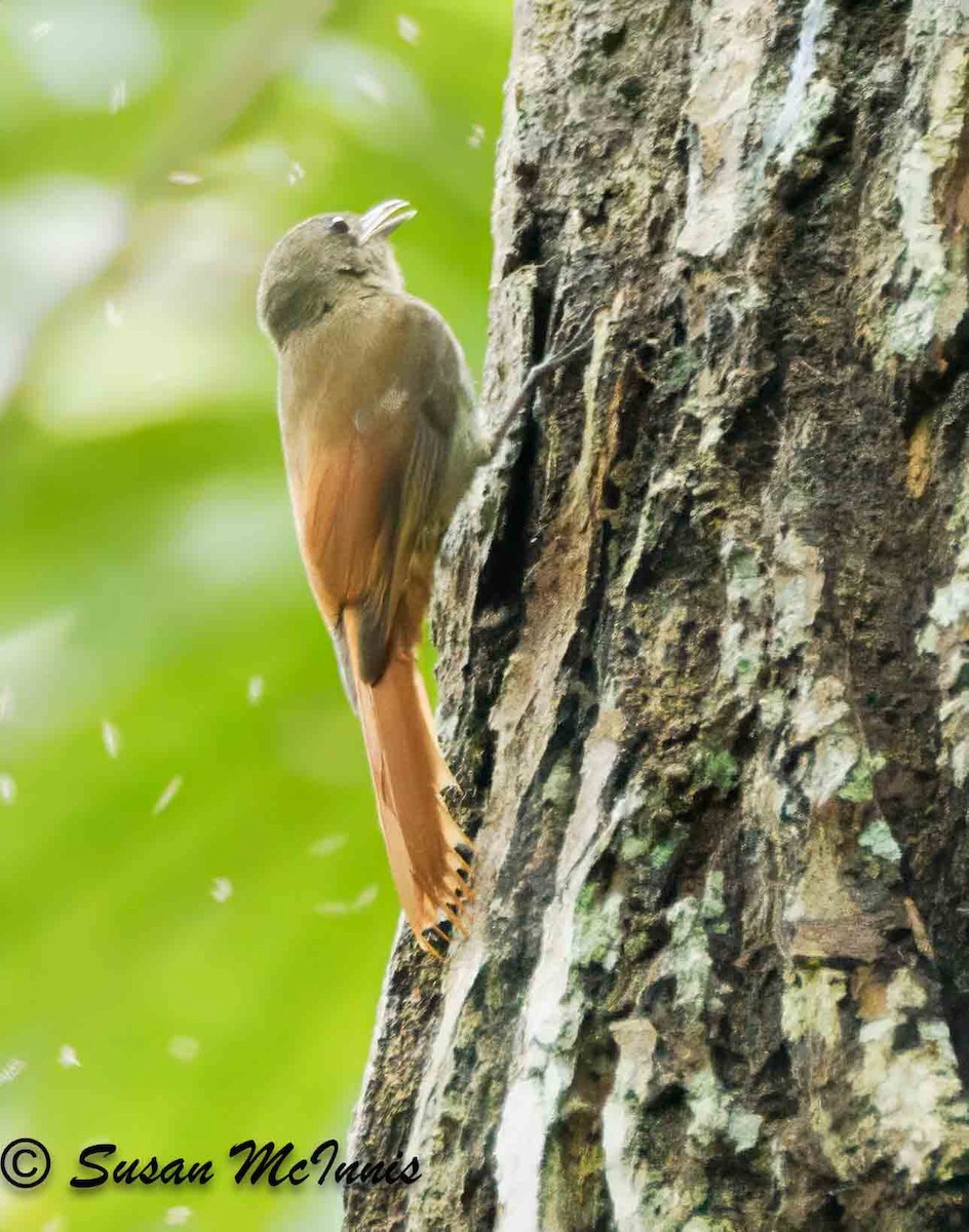 Olivaceous Woodcreeper - Susan Mac