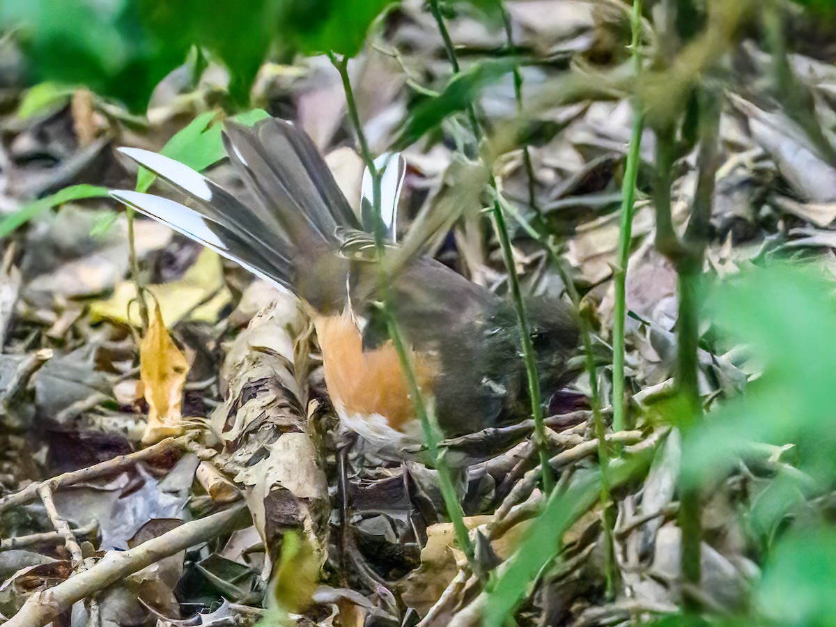 Eastern Towhee - ML623889132