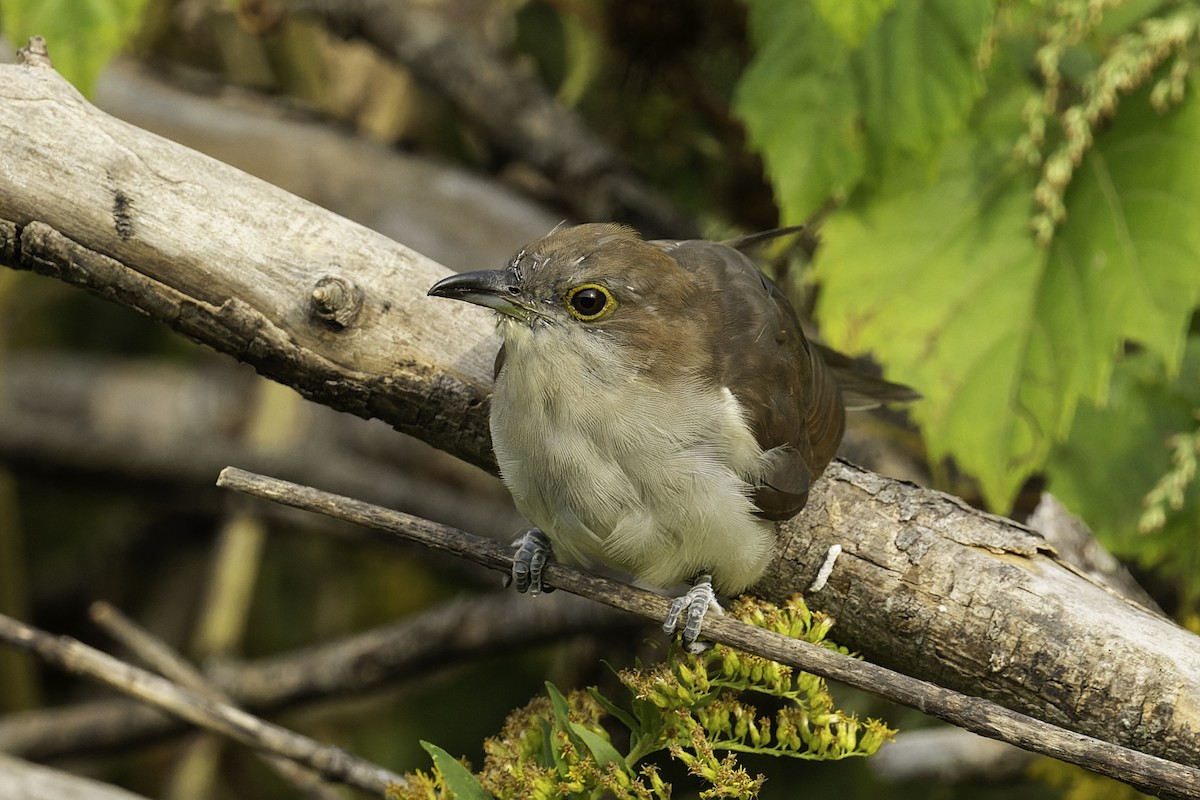 Black-billed Cuckoo - ML623889135