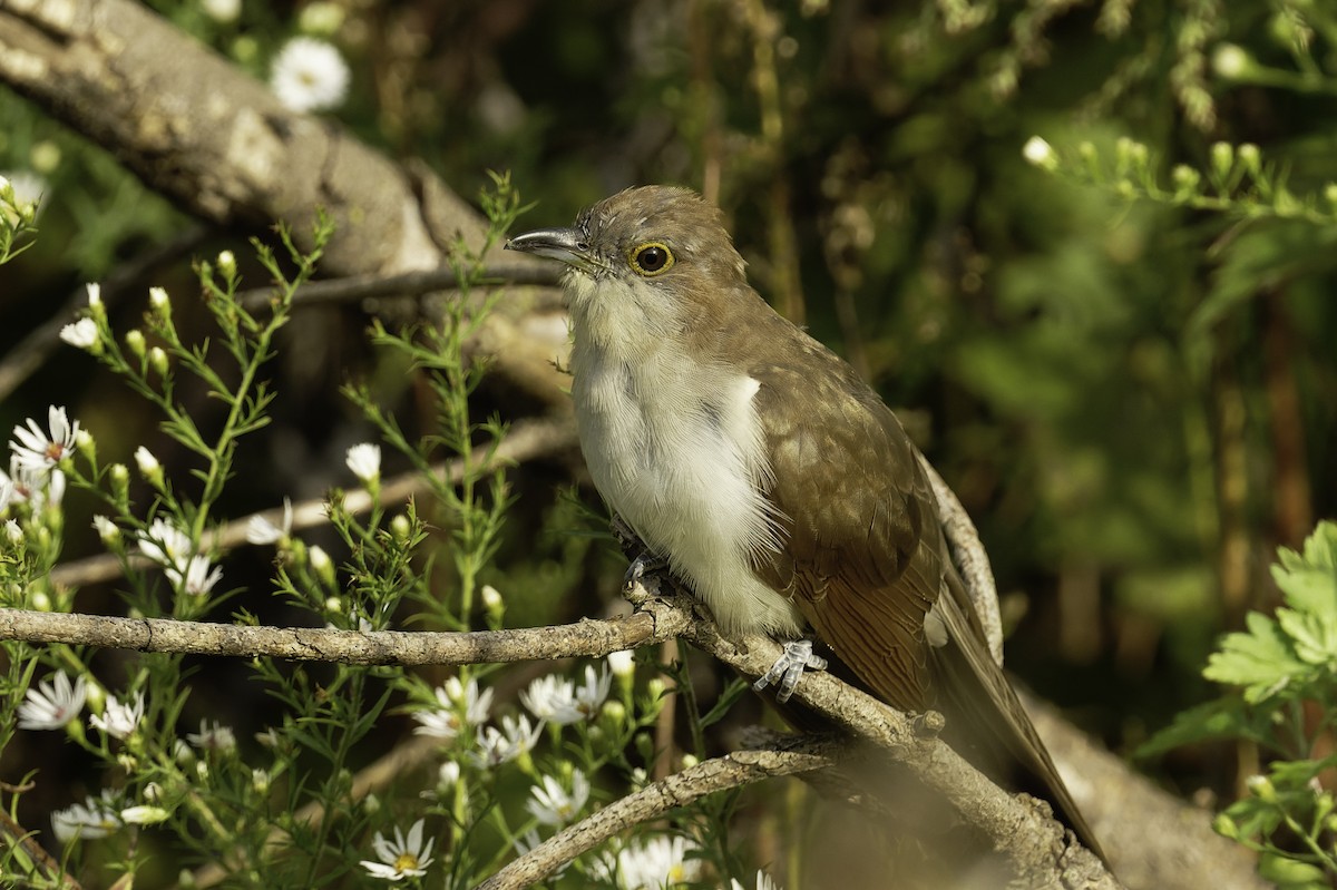 Black-billed Cuckoo - ML623889136