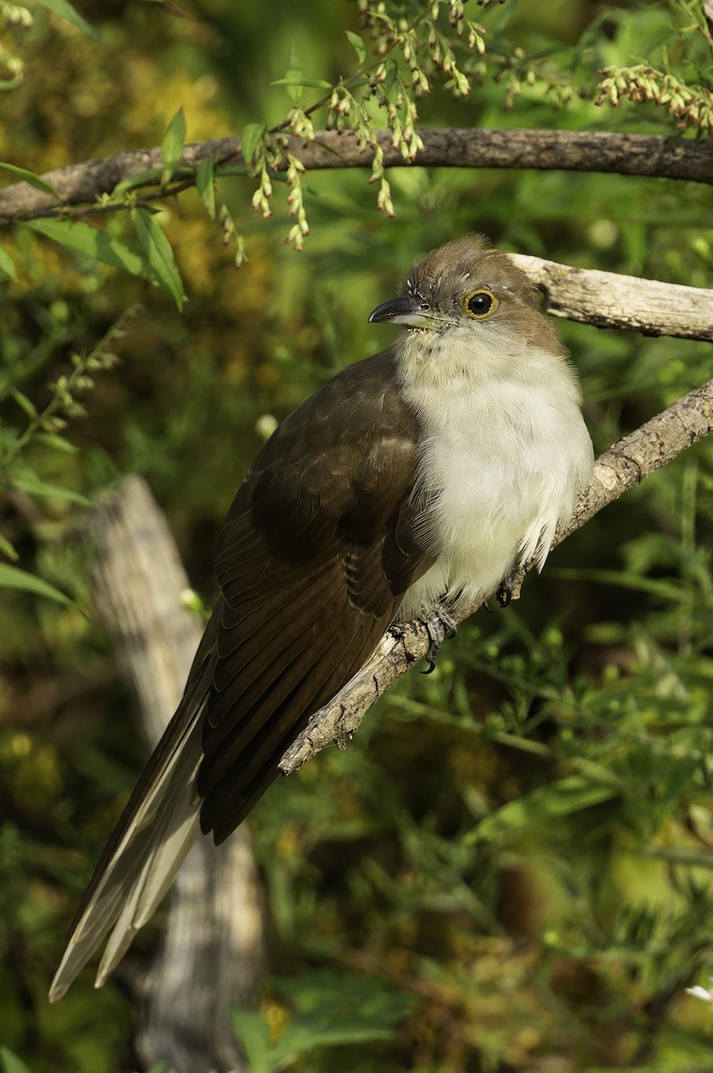 Black-billed Cuckoo - ML623889137