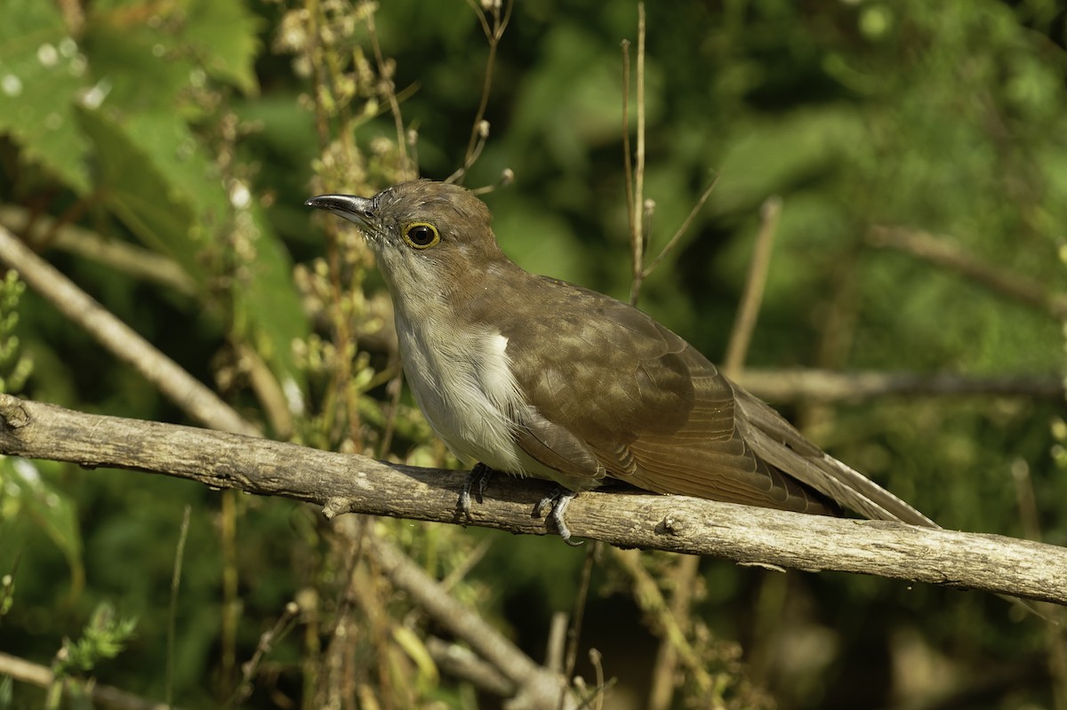 Black-billed Cuckoo - ML623889138