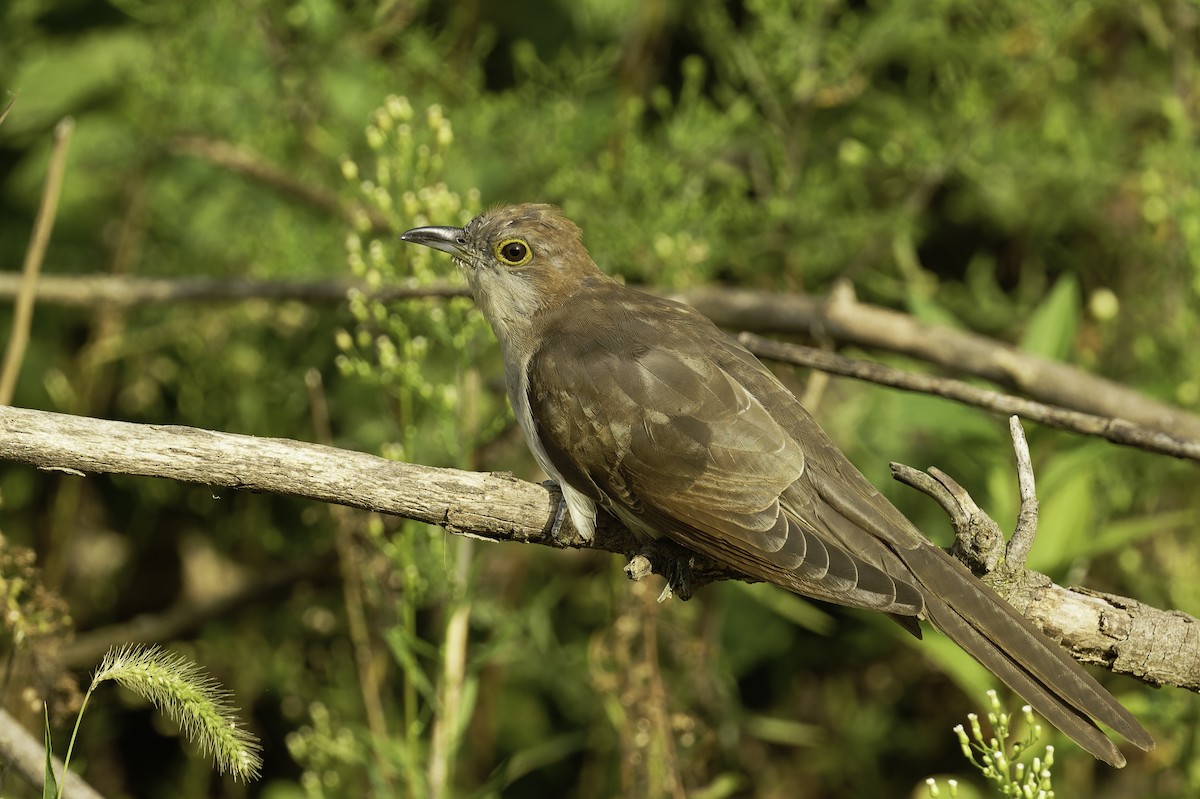 Black-billed Cuckoo - ML623889141