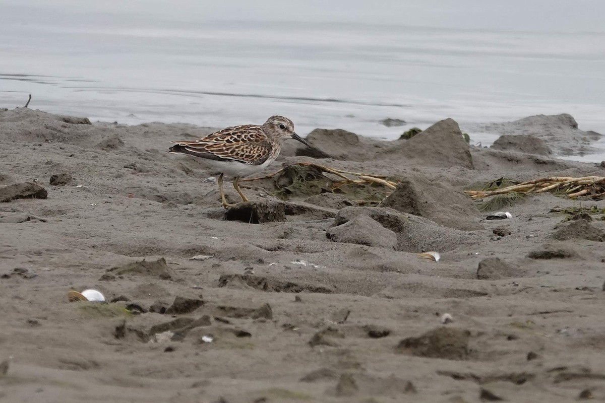 Least Sandpiper - Darlene Betat