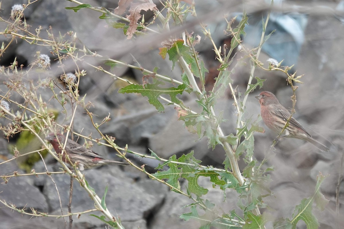 House Finch - ML623889166