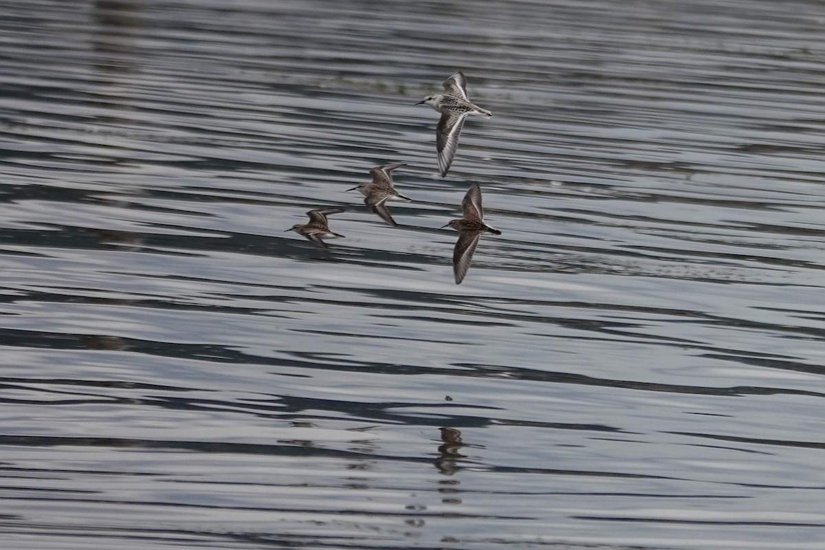 Sanderling - ML623889171