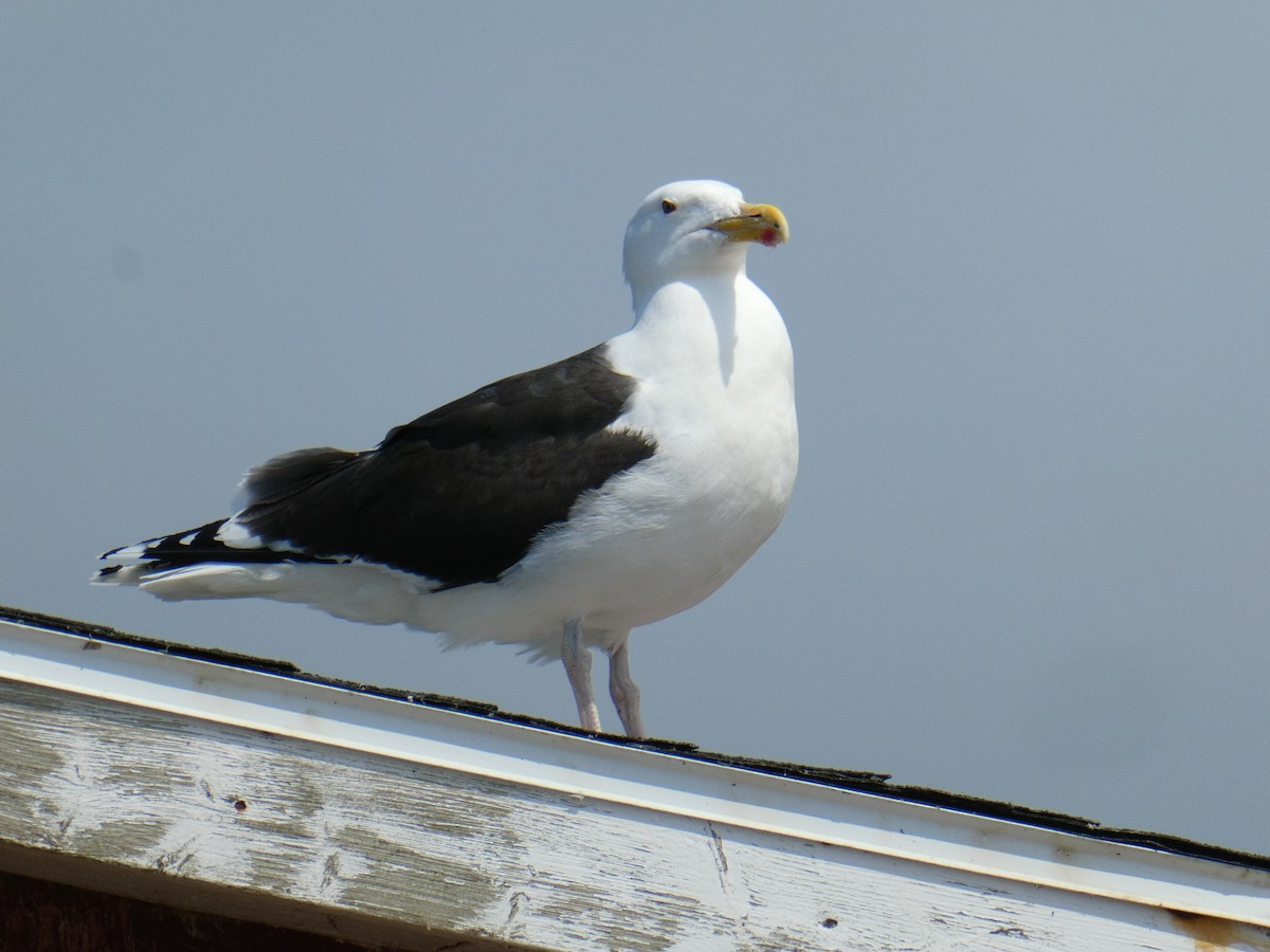 Great Black-backed Gull - ML623889189