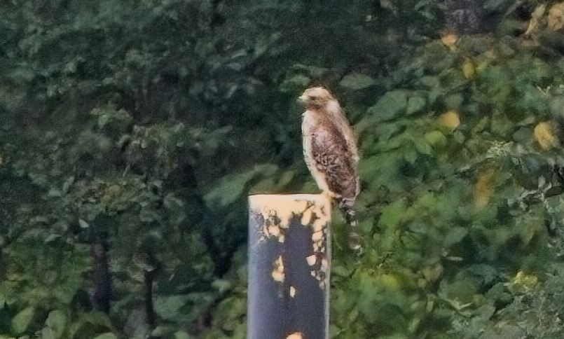 Red-shouldered Hawk - ML623889203