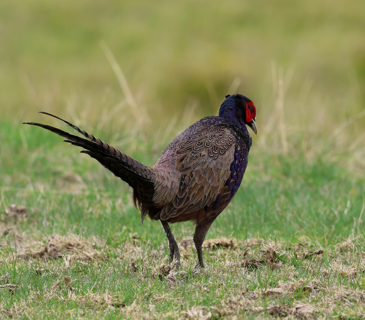 Ring-necked/Green Pheasant - ML623889213