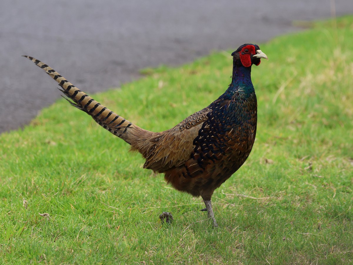 Ring-necked/Green Pheasant - ML623889214