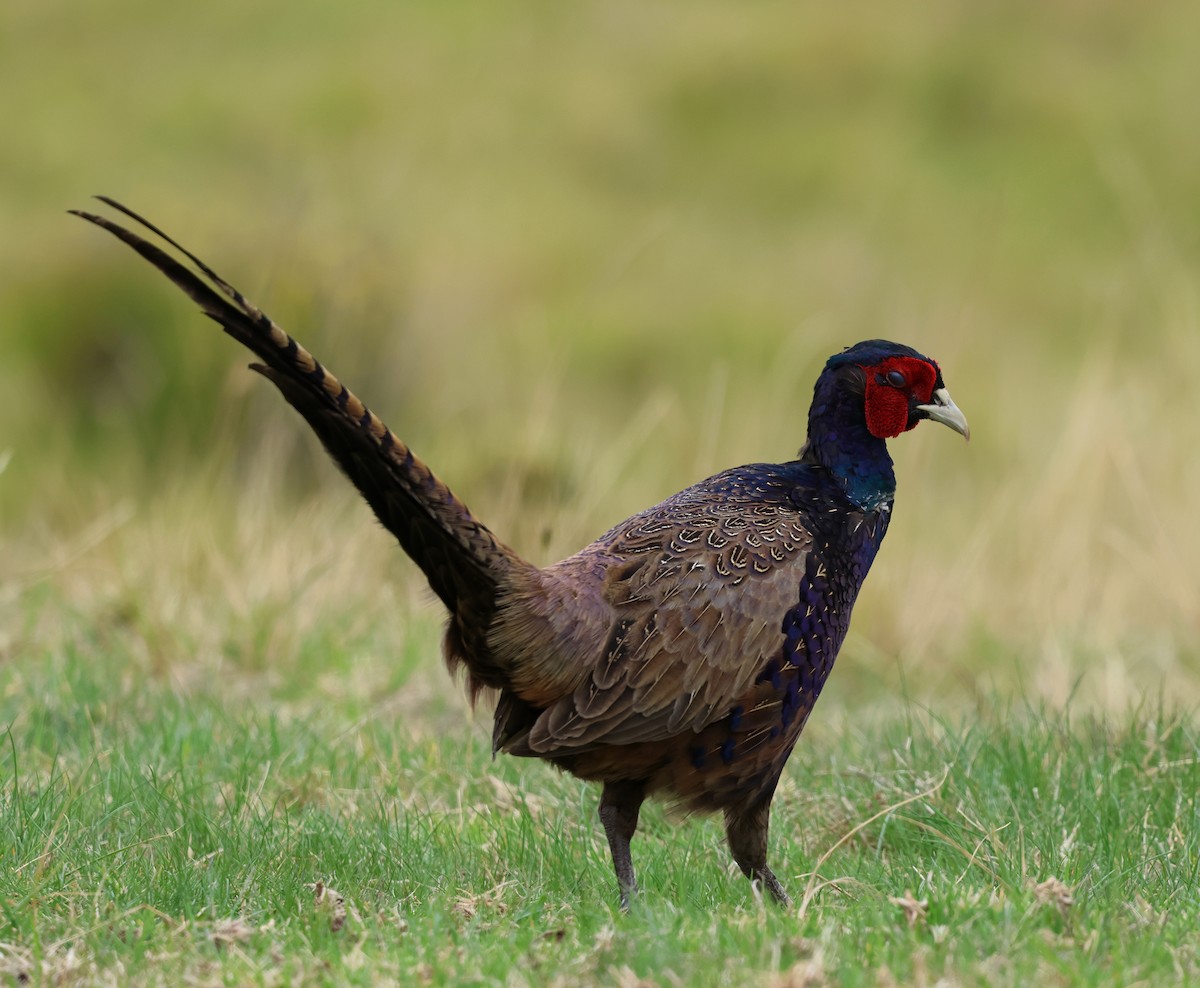 Ring-necked/Green Pheasant - ML623889215