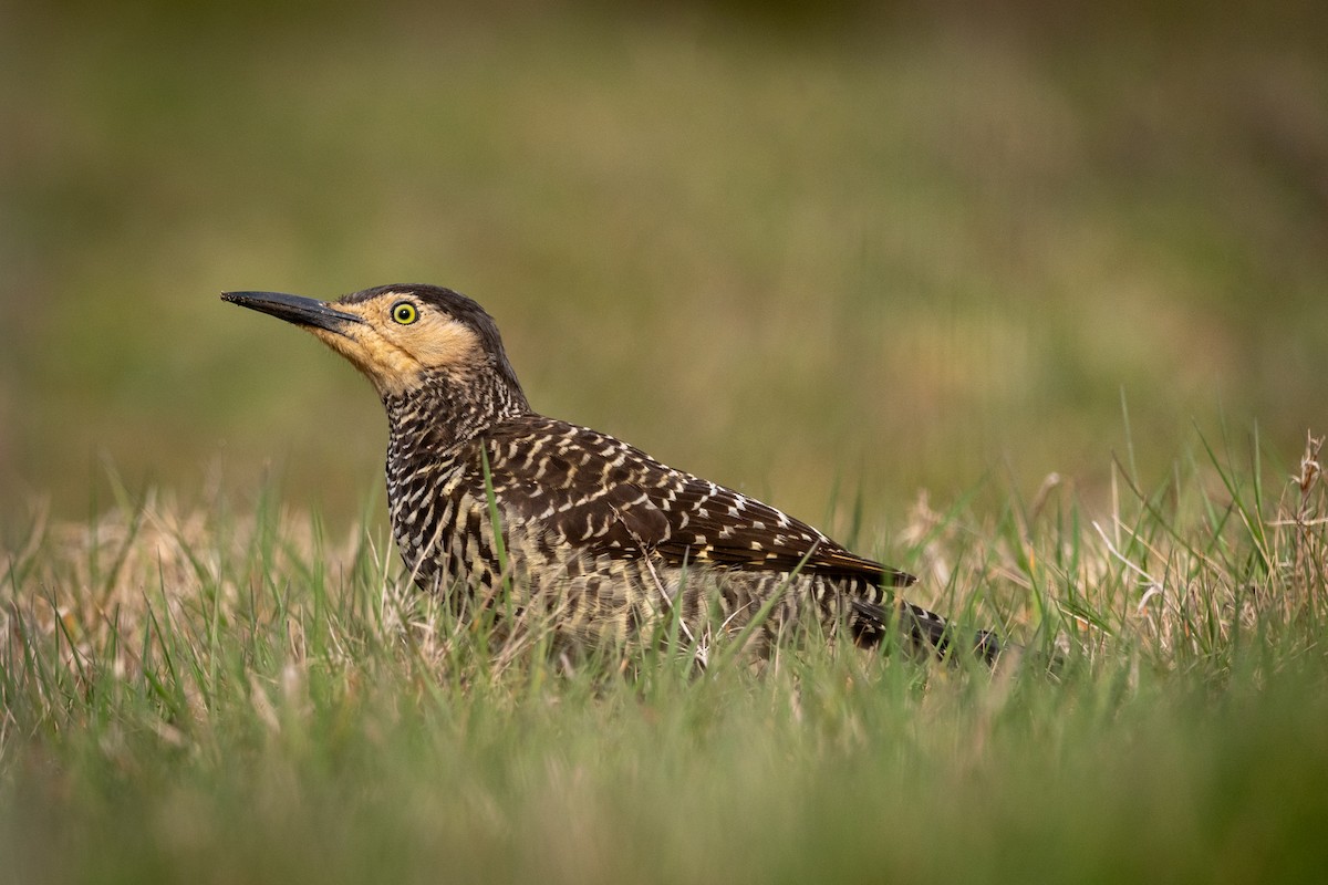 Chilean Flicker - ML623889232