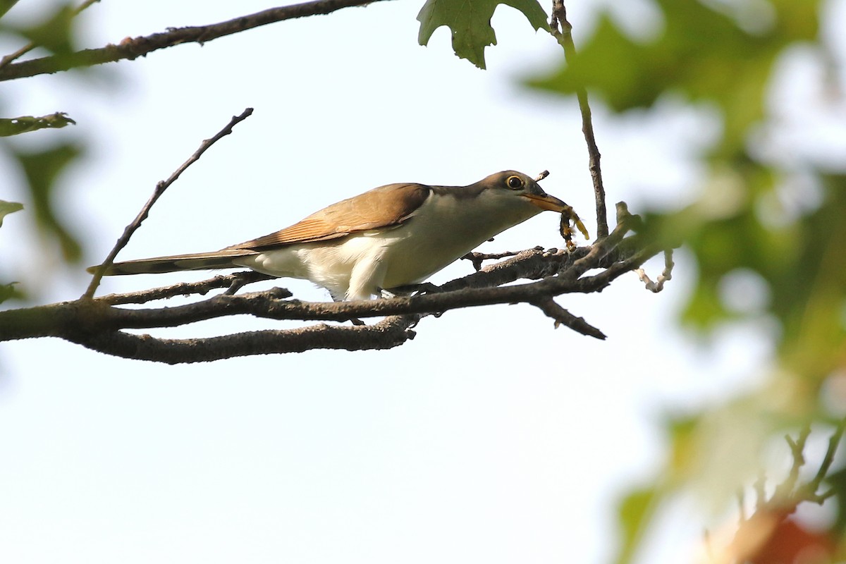 Yellow-billed Cuckoo - ML623889237