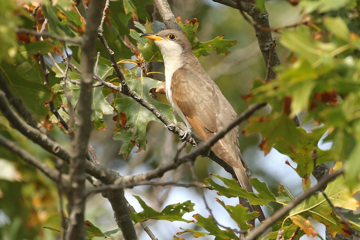 Yellow-billed Cuckoo - ML623889238