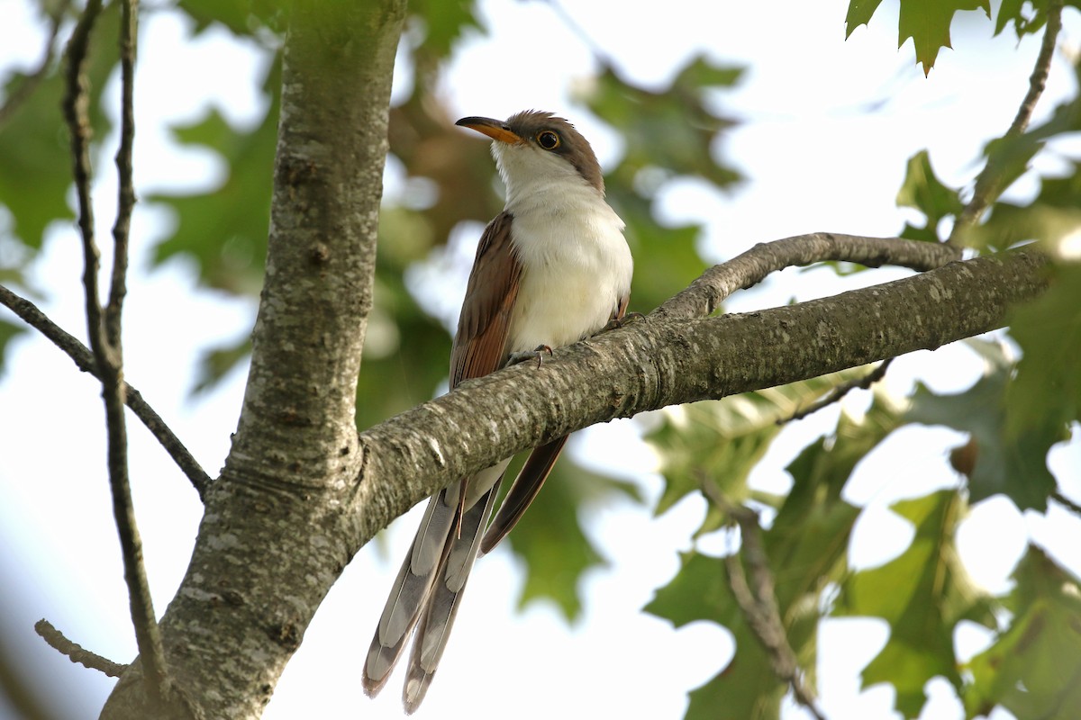 Yellow-billed Cuckoo - ML623889239