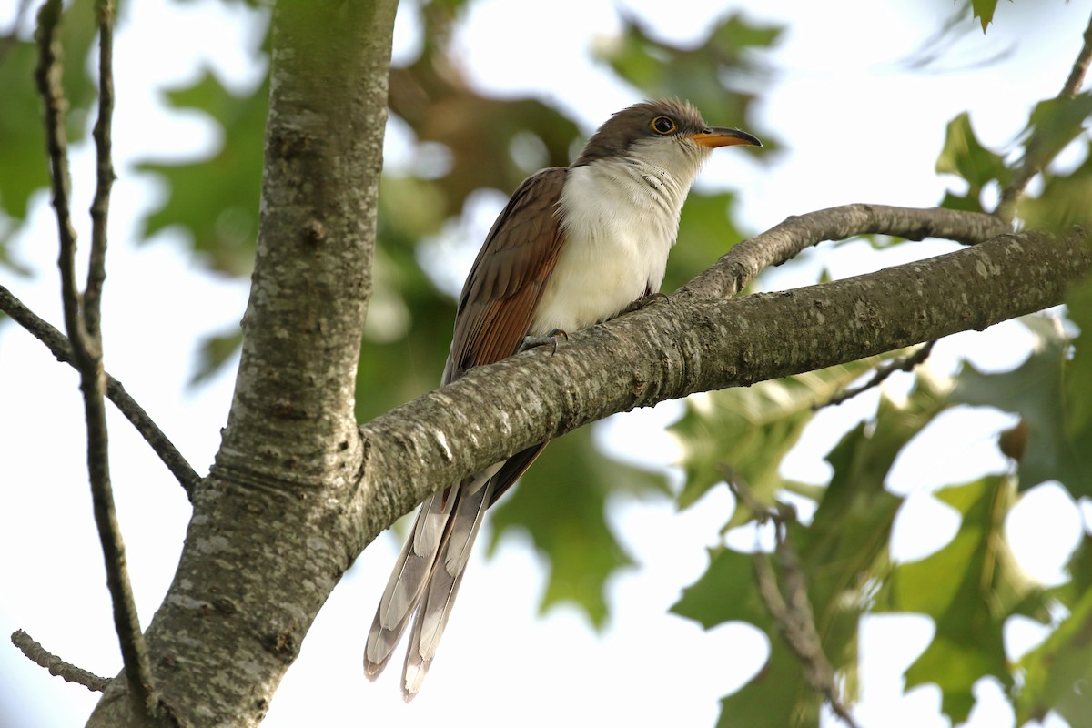 Yellow-billed Cuckoo - ML623889240