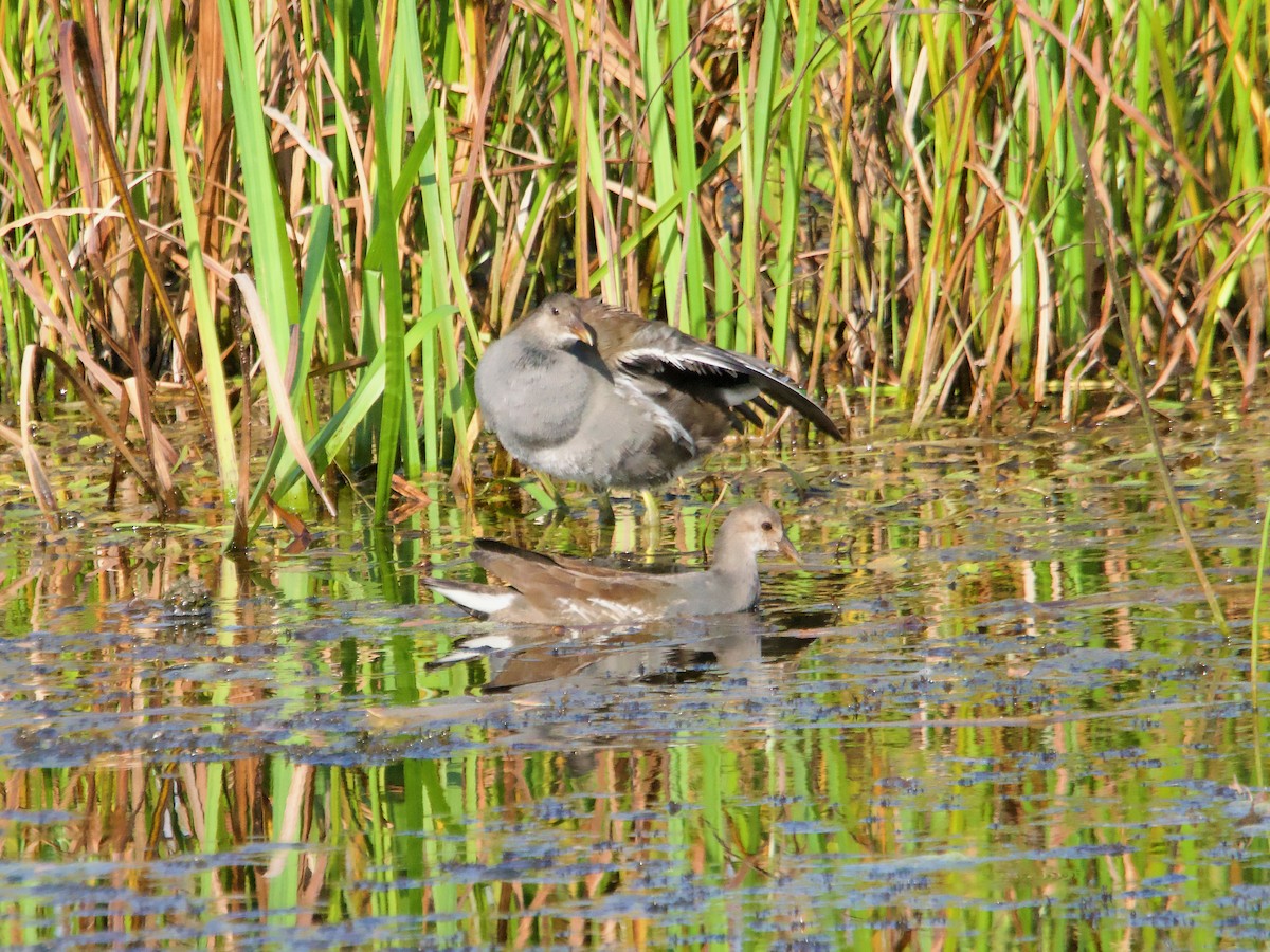 Gallinule d'Amérique - ML623889254