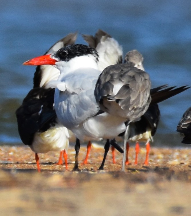 Caspian Tern - Lisa Tucci