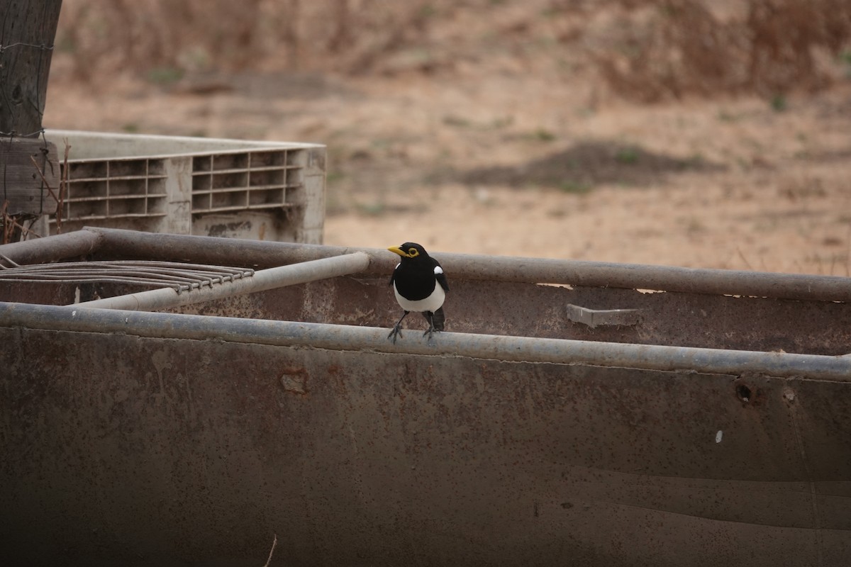 Yellow-billed Magpie - ML623889265