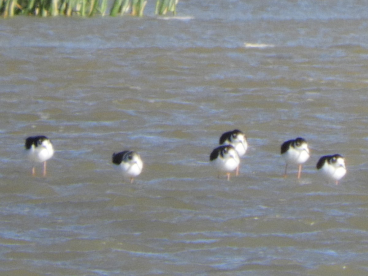 Black-necked Stilt - ML623889273