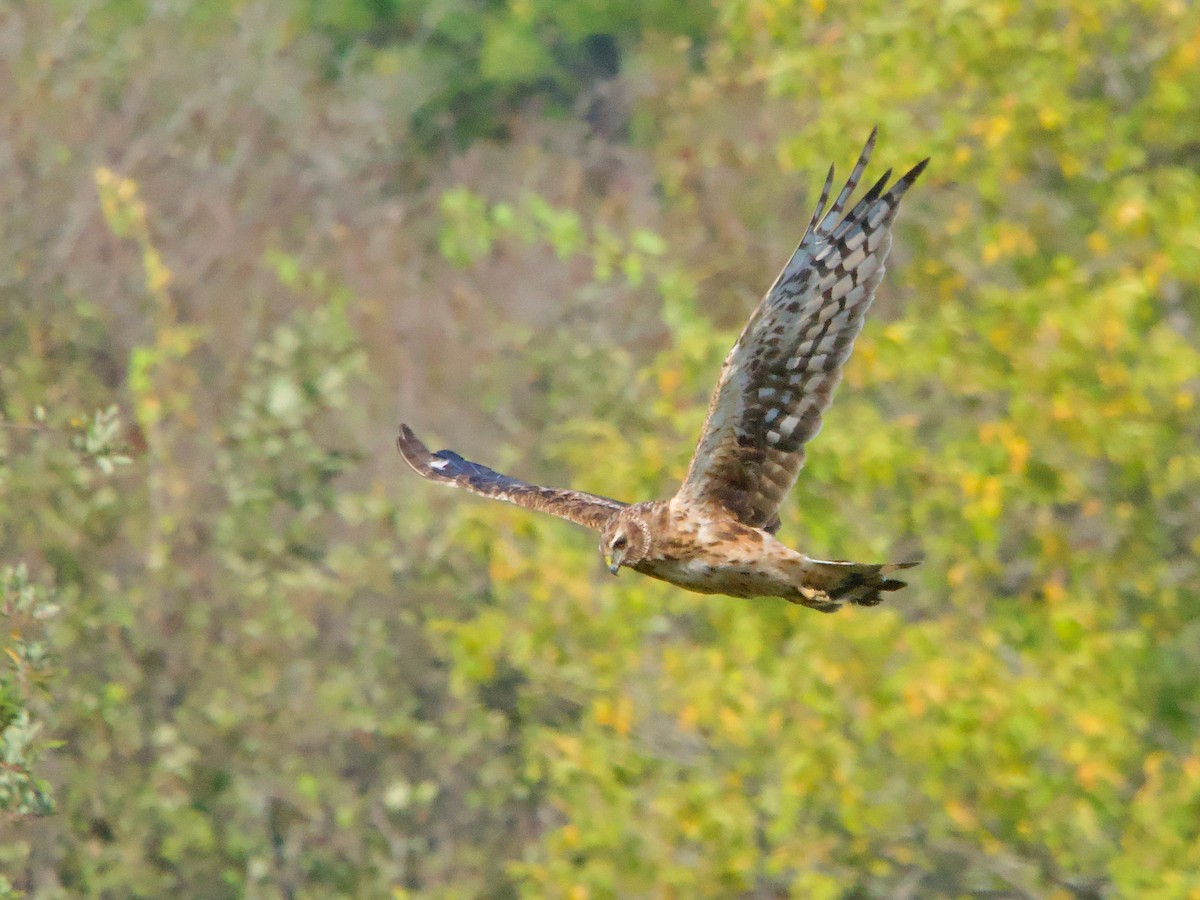 Northern Harrier - ML623889278