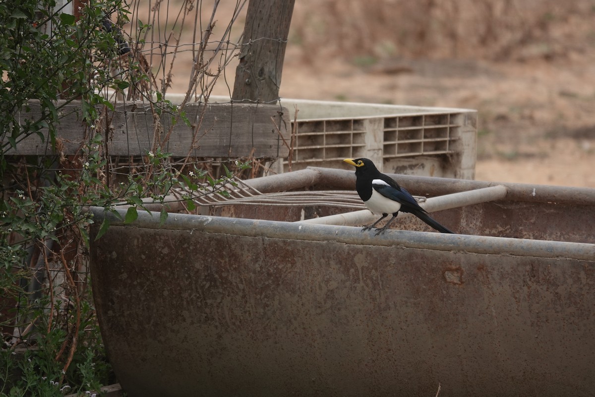 Yellow-billed Magpie - ML623889284