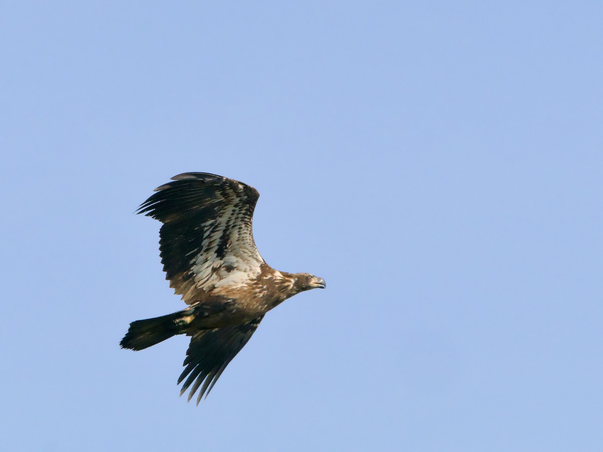 Bald Eagle - ML623889286