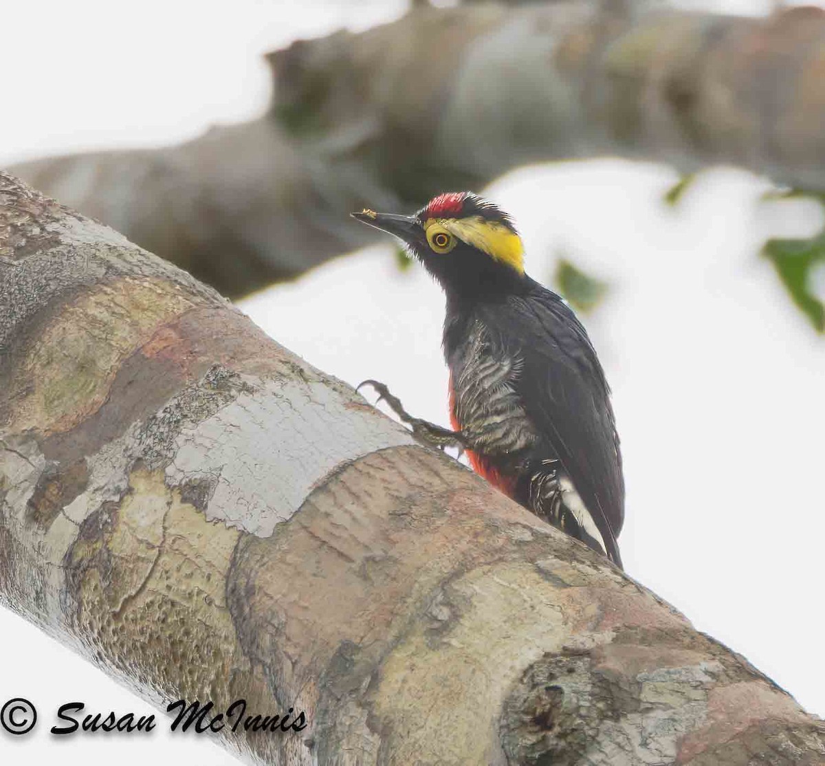 Yellow-tufted Woodpecker - ML623889289