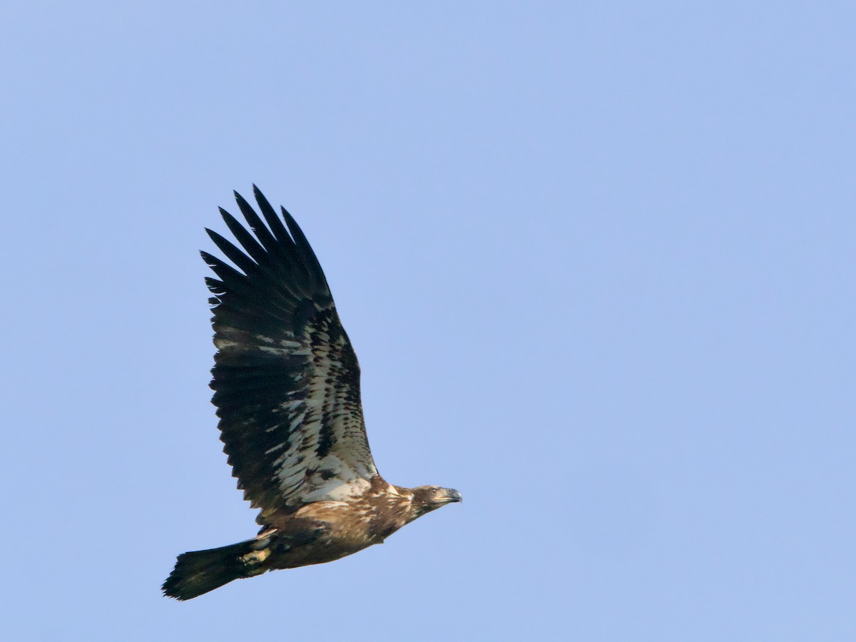 Bald Eagle - ML623889291