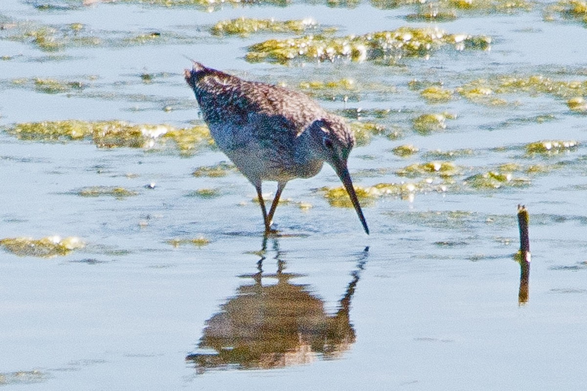 Greater Yellowlegs - ML623889302