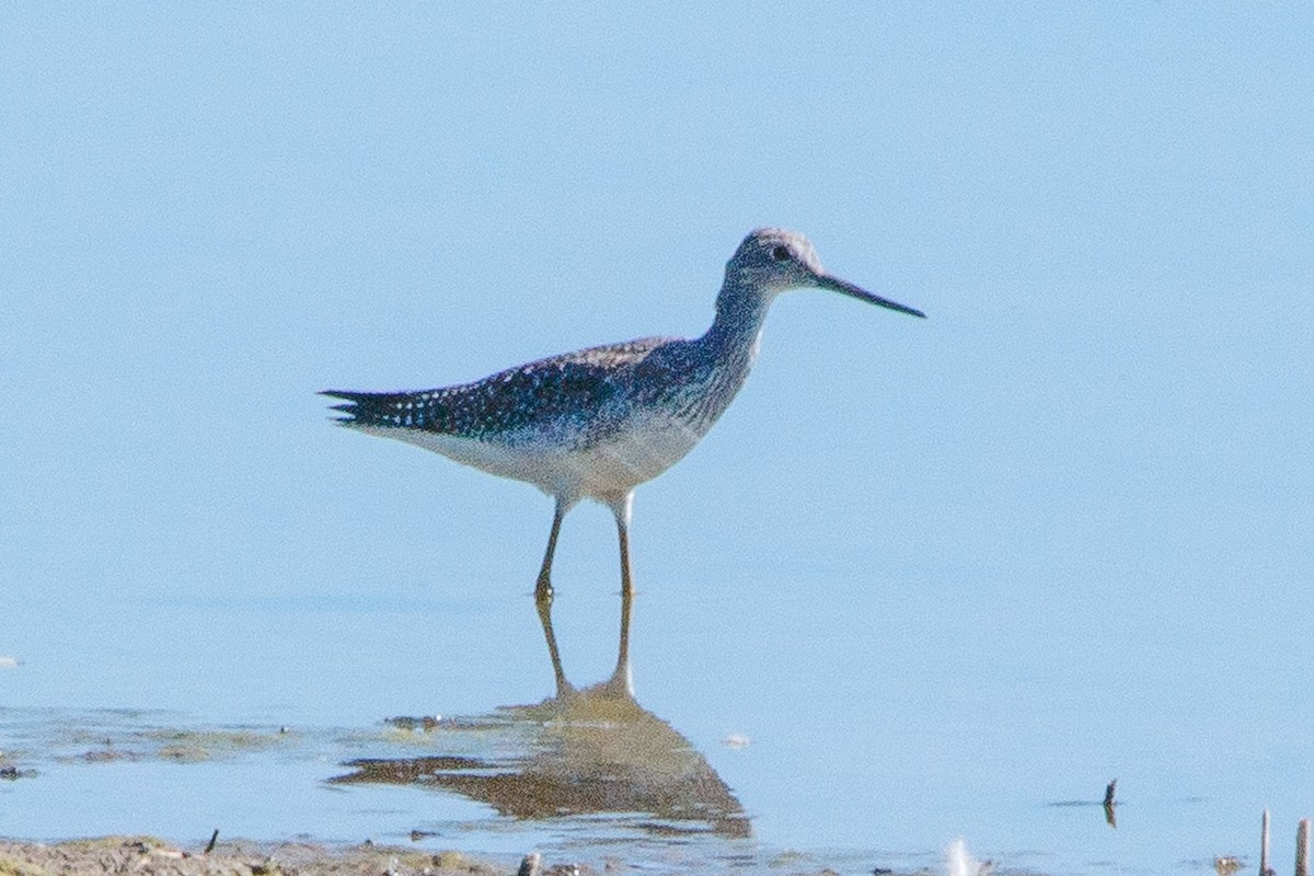 Greater Yellowlegs - ML623889303