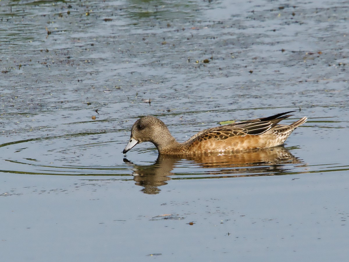 Canard d'Amérique - ML623889323