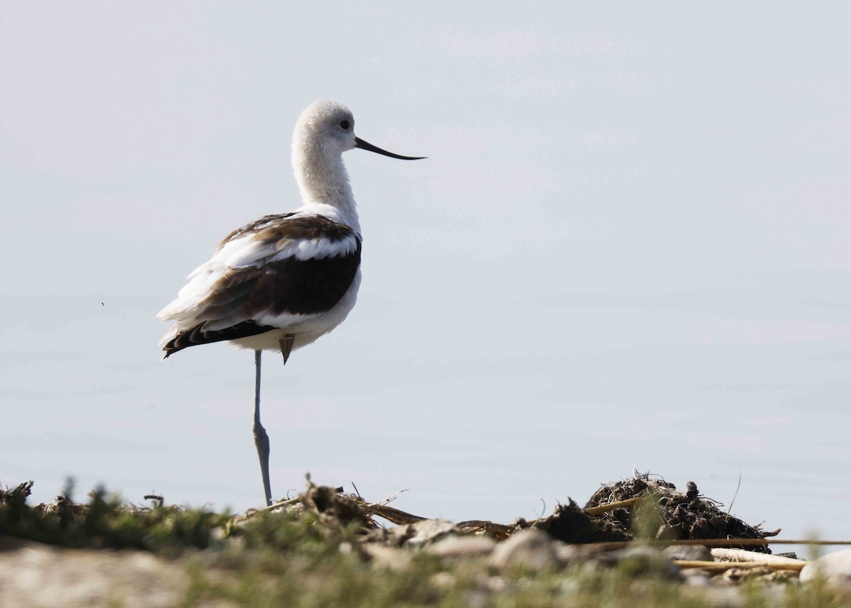 American Avocet - ML623889348