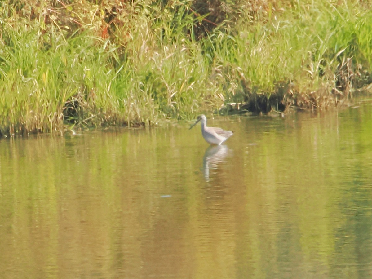 Greater Yellowlegs - ML623889357