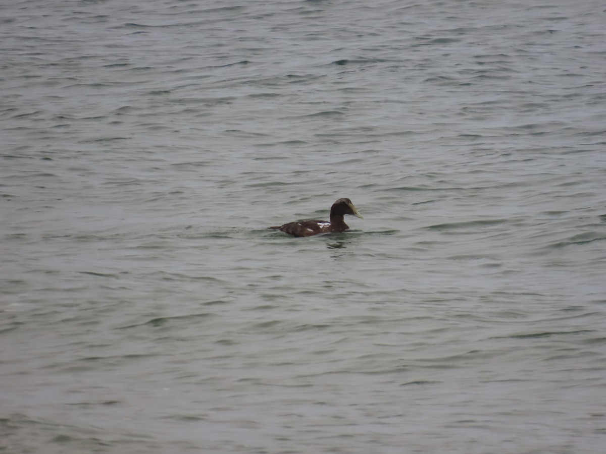 Common Eider - ML623889366