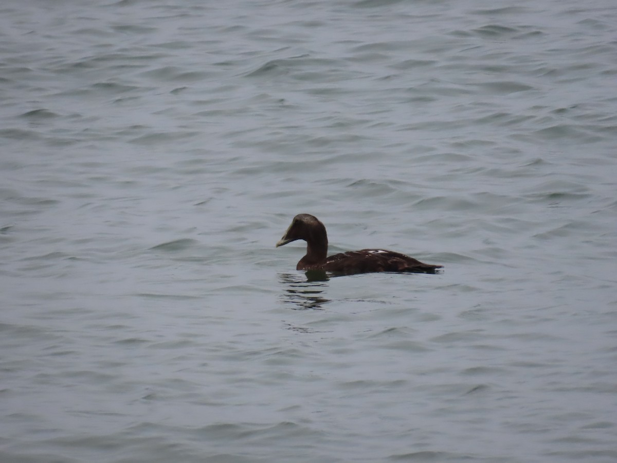 Common Eider - ML623889367